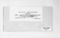 Flammulina velutipes image
